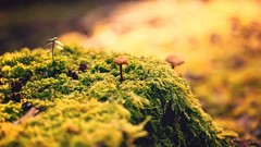 Mushrooms moss flora warm colors
