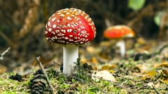 Mushrooms moss fungus asians