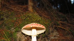 Mushrooms moss mushroomhead mushroom head