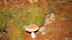 Mushrooms moss mushroomhead mushroom head