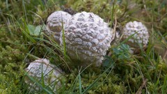 Mushrooms moss nature