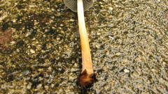 Mushrooms mushroom fungus