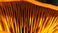 Mushrooms mushroom fungus