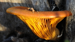 Mushrooms mushroom fungus