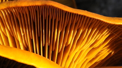 Mushrooms mushroom fungus