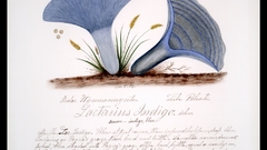 Mushrooms mushroom lactarius indigo