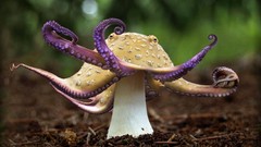 Mushrooms Photo manipulation octopuses