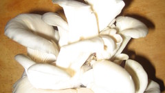 Mushrooms pleurotus