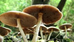 Mushrooms shroom Know This