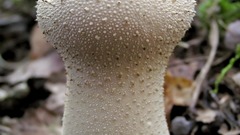 Mushrooms single lycoperdon perlatum