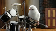 Music Drums guitars parakeets