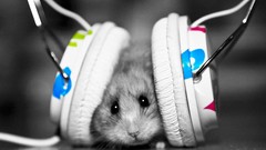 Music funny hamsters
