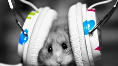 Music headphones colors funny mice hamsters