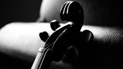 Music monochrome violins