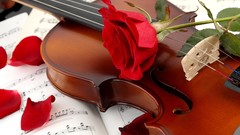 Music roses violins red rose