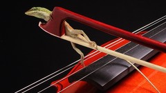 Music violins