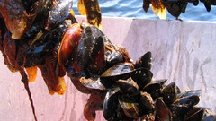 Mussel growing rope
