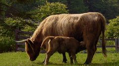 My yaksand yaks high