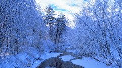 Naked forest type nature