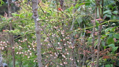 Nandina domestica Heavenly bamboo