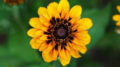 Narrow Flowers yellow flower