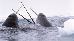 Narwhal