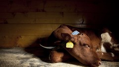 National geographic Animals