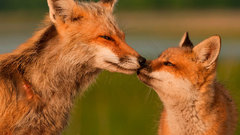 National geographic baby animals