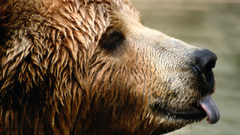 National geographic Bears