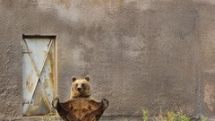 National geographic Bears