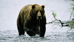 National geographic Bears