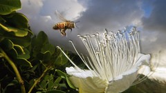 National geographic bees