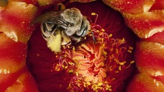 National geographic bees