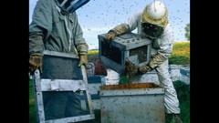 National geographic bees