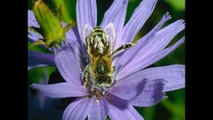 National geographic bees