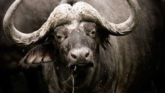 National geographic buffalo