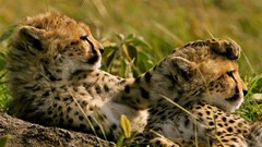 National geographic cheetahs