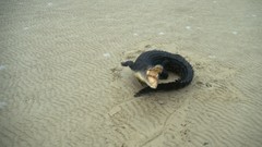 National geographic Crocodiles