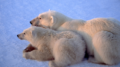 National geographic cubs Polar