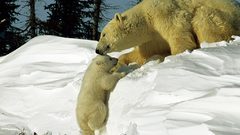 National geographic cubs Polar