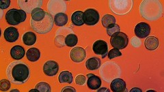 National geographic Diatoms