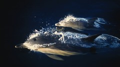 National geographic Dolphins