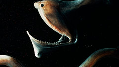 National geographic eels teeth