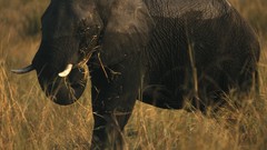National geographic elephants
