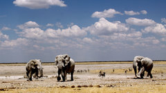 National geographic elephants