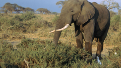 National geographic elephants