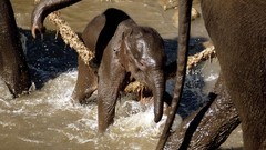 National geographic elephants baby