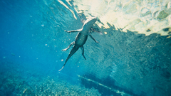 National geographic Florida alligators