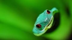 National geographic Frogs amphibians