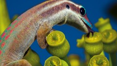 National geographic geckos Reptiles